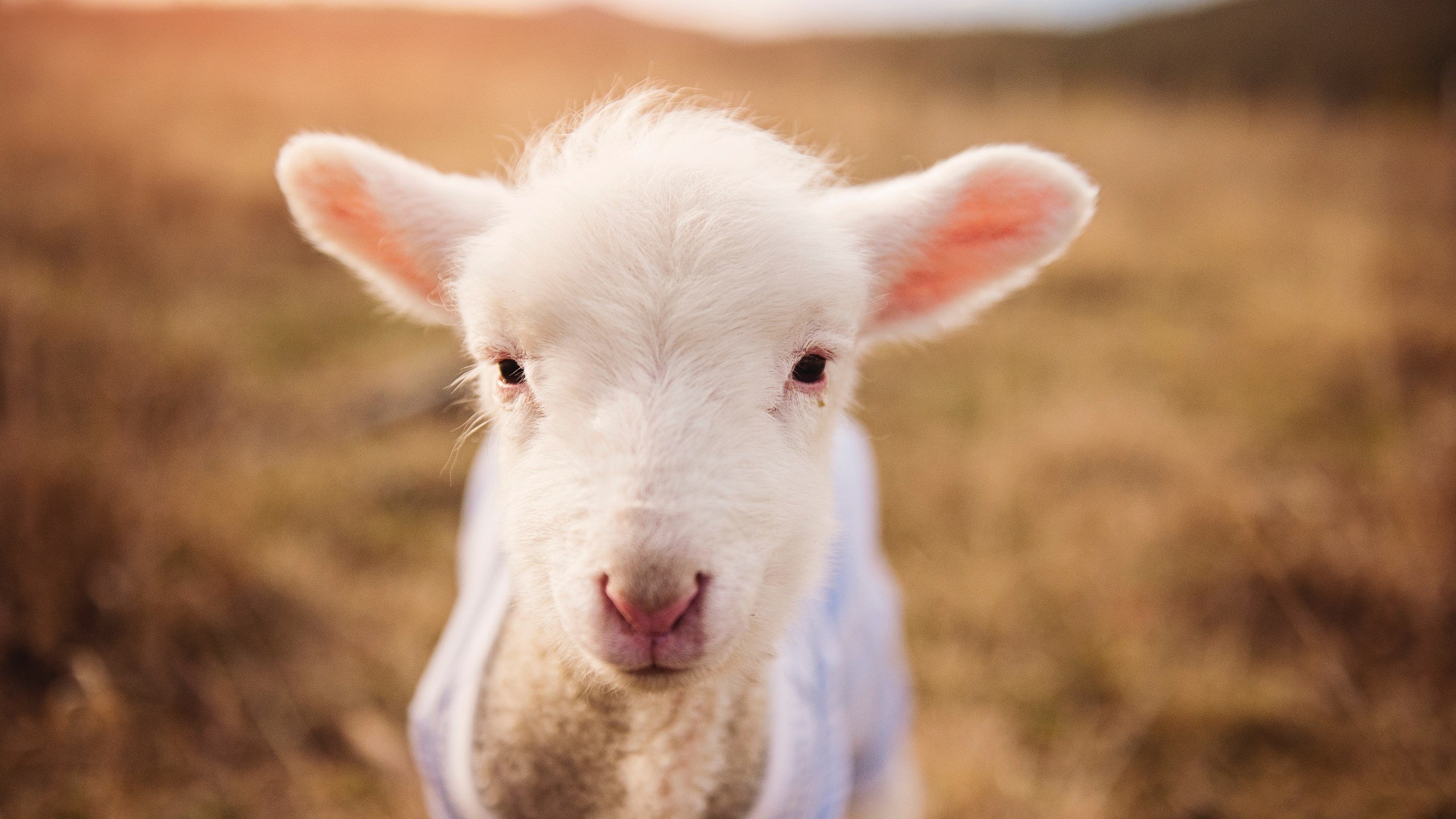 跨界主宰，布伦森F1赛场翻盘启示录